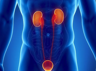 泌尿系统领域模型数据