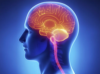 神经系统领域模型数据