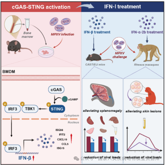 国家动物模型技术创新中心猴痘研究重要进展：新型治疗靶点与动物模型