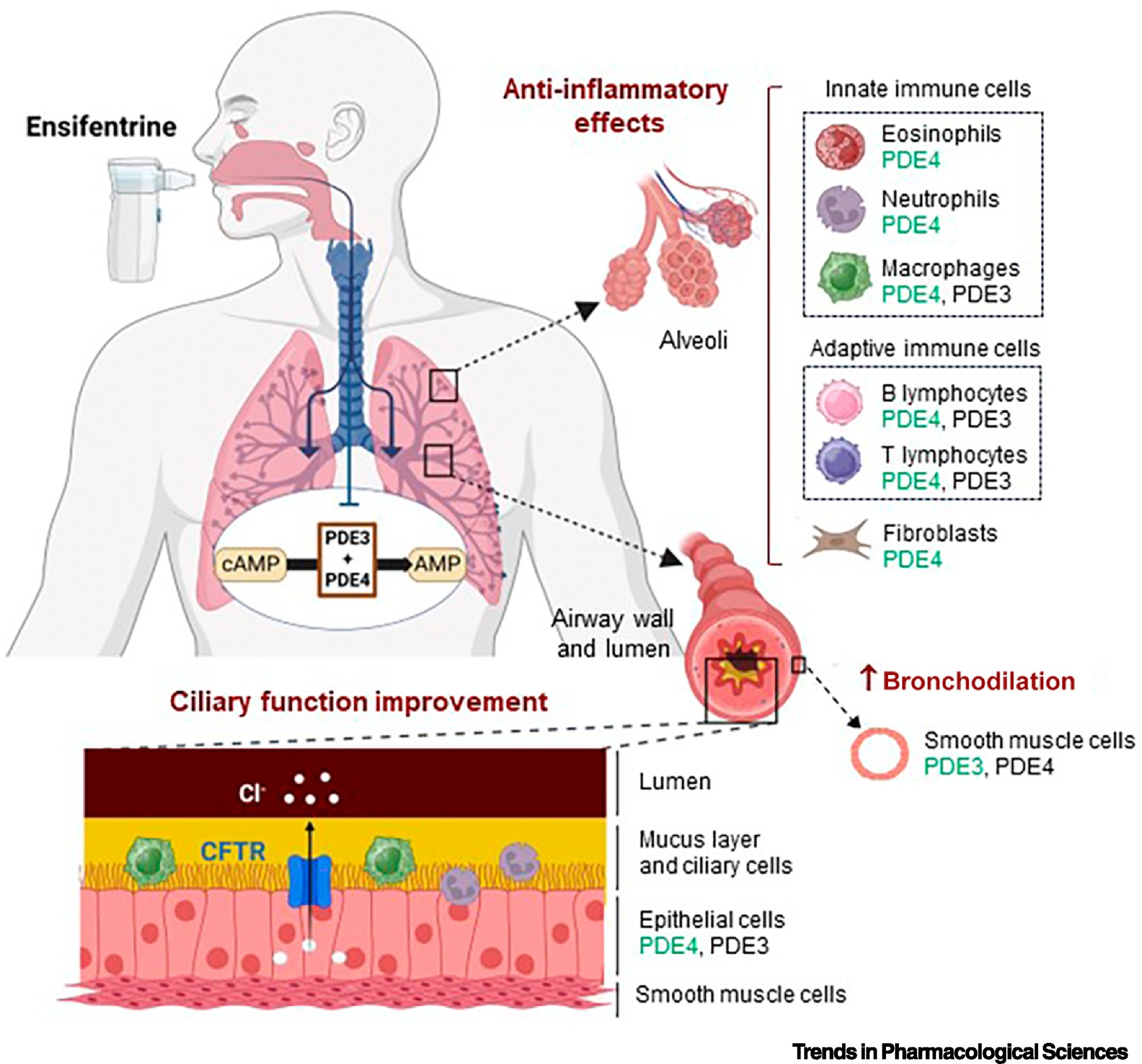 默沙东收购Verona Pharma:COPD药物研发,动物模型如何赋能?