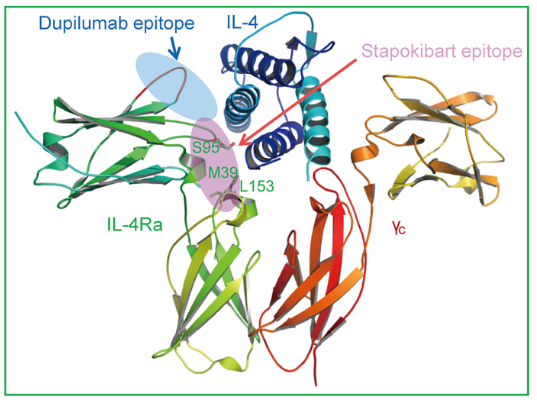 差异化IL-4R全球首次斩获过敏性鼻炎适应症