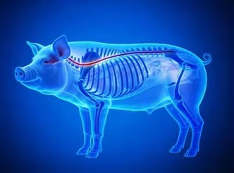 大动物模型-猪