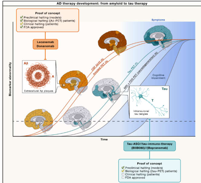 阿尔茨海默病模型 | Aβ赛道遇阻,Tau靶向崛起!阿尔茨海默病基因疗法率先突破难治人群