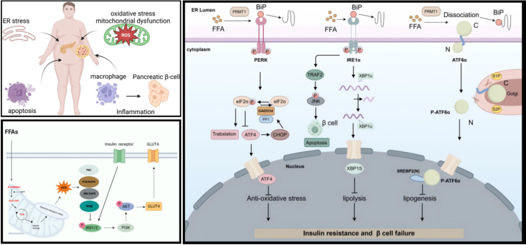 玛仕度肽登Nature：锚定脂毒性，开辟降糖药研发新路径