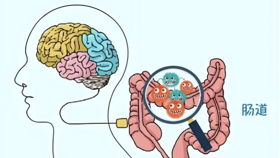 肠脑轴实锤！Tacr3/脆弱拟杆菌介导肠道控脑