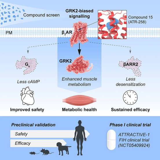 Cell重磅突破全新减肥机制：GRK偏向性激动剂登场，司美格鲁肽们的&ldquo;全能对手&rdquo;来了