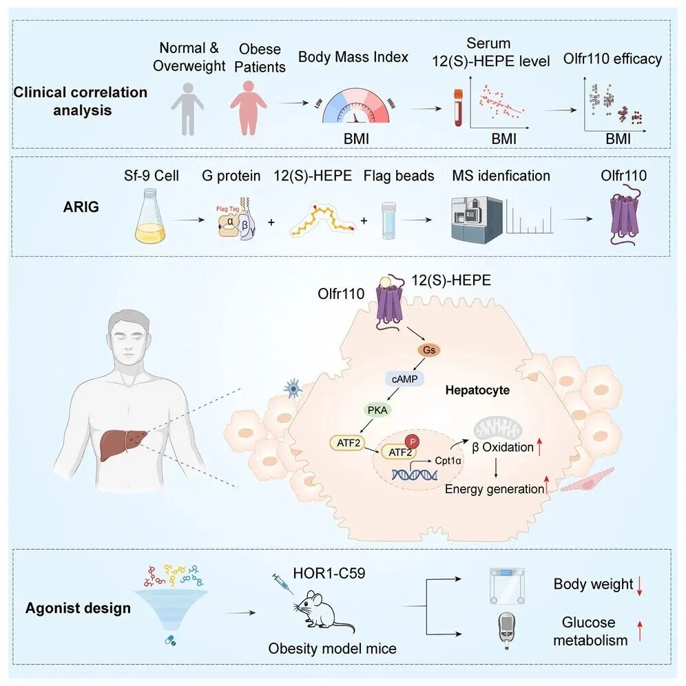 嗅觉跨界，代谢破局&mdash;&mdash;Or5v1/Olfr110解锁肥胖新标